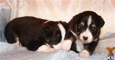 Puppies in CO