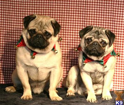 Pug Puppies for Sale