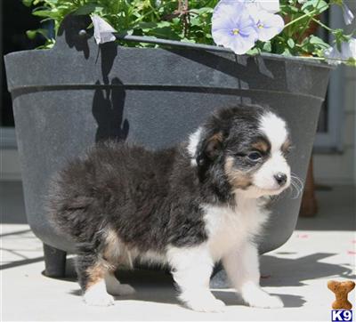 Puppies in CO