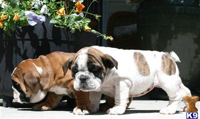 Puppies in CO