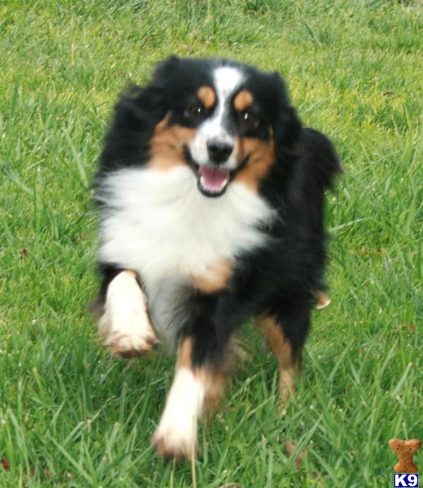 undocked australian shepherd puppies for sale mini australian shepherd grown my miniature australian shepherd breeds picture undocked australian shepherd puppies for sale mini australian shepherd grown my miniature australian shepherd breeds picture
