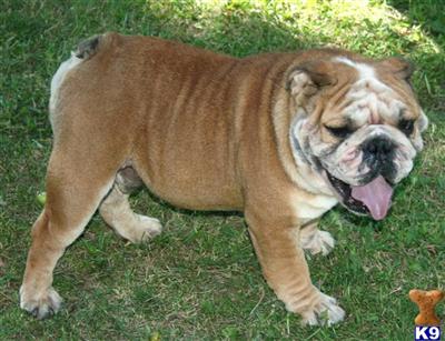 Stud Dogs - English Bulldog