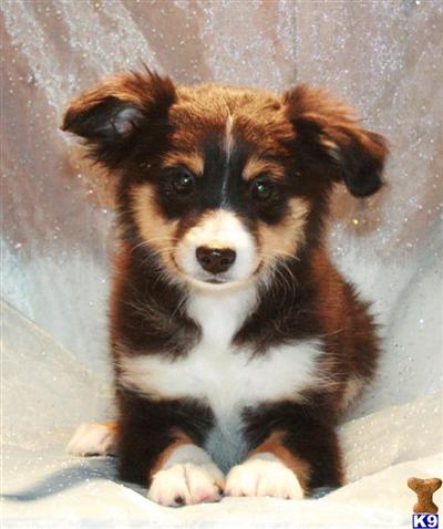 Puppies in CO