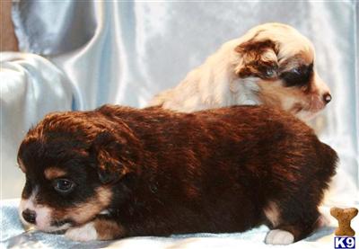 Puppies in CO