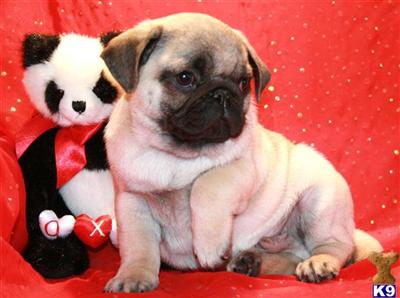 Pug Puppies for Sale