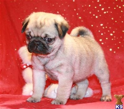 Pug Puppies for Sale