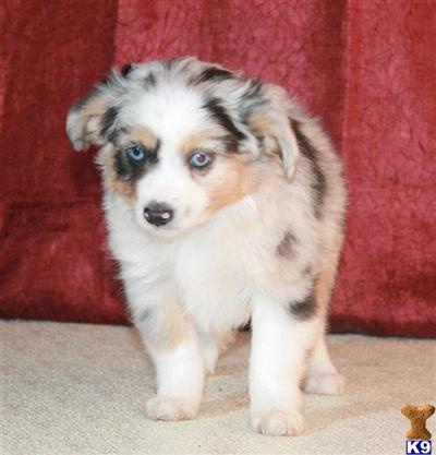 Puppies in CO