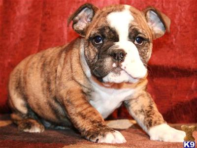 English Bulldog Puppies for Sale
