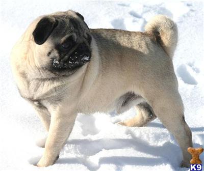 Dogs for Sale in CO