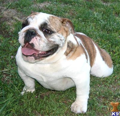 Dogs for Sale in CO