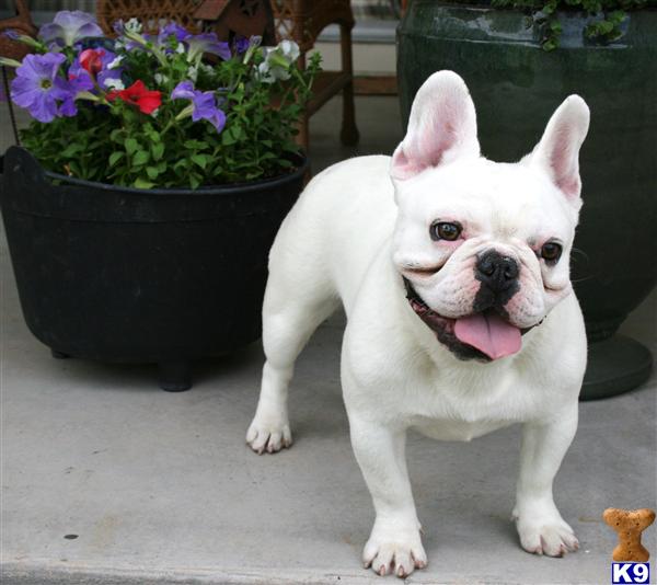 Stud Dogs - French Bulldog