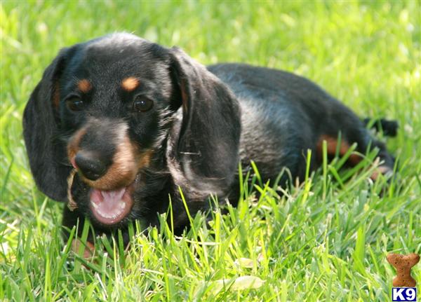 dachshund puppies for sale in colorado document moved dachshund puppies for sale in colorado document moved