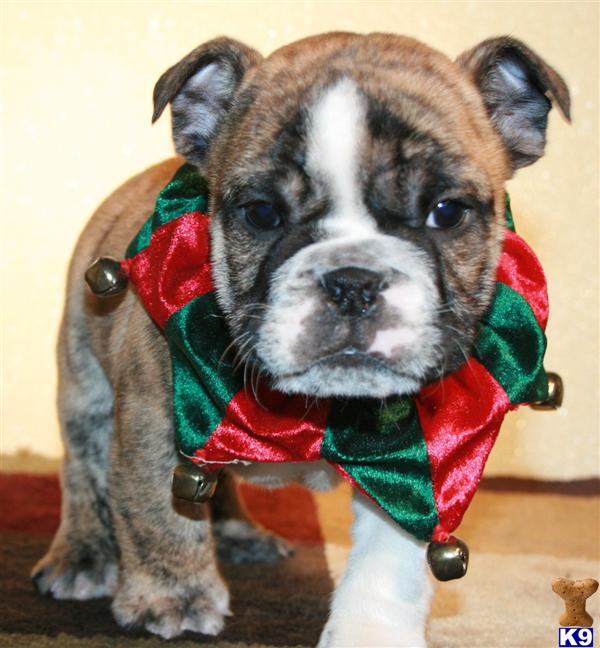 English Bulldog Puppies