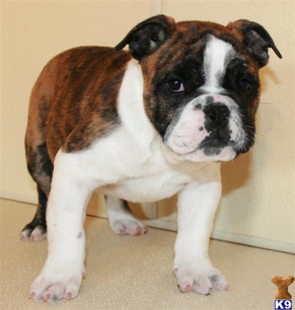 English Bulldog Puppies