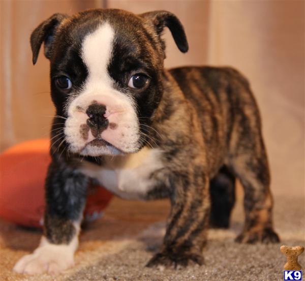 English Bulldog Puppies in CO