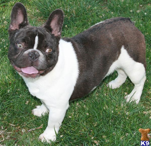 Stud Dogs - French Bulldog