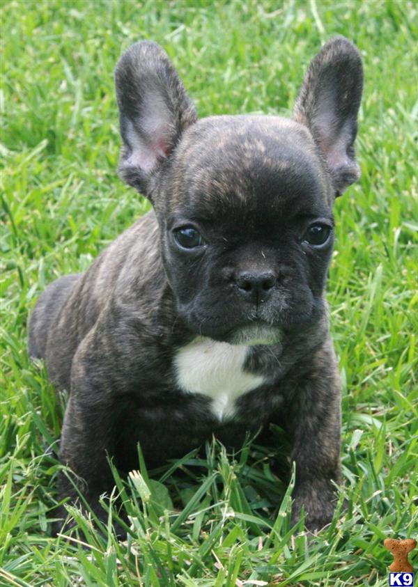 French Bulldog Puppies