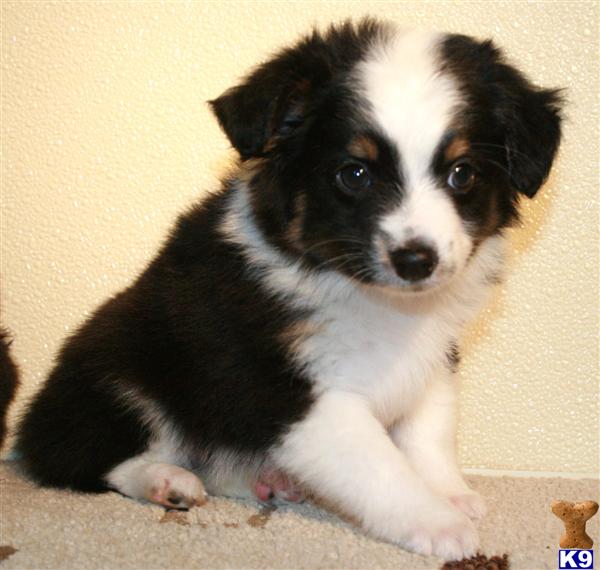 Puppies in CO