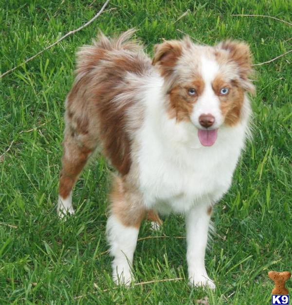 kkzlm5_miniature-australian-shepherd-a20