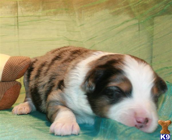 Puppies in Austin