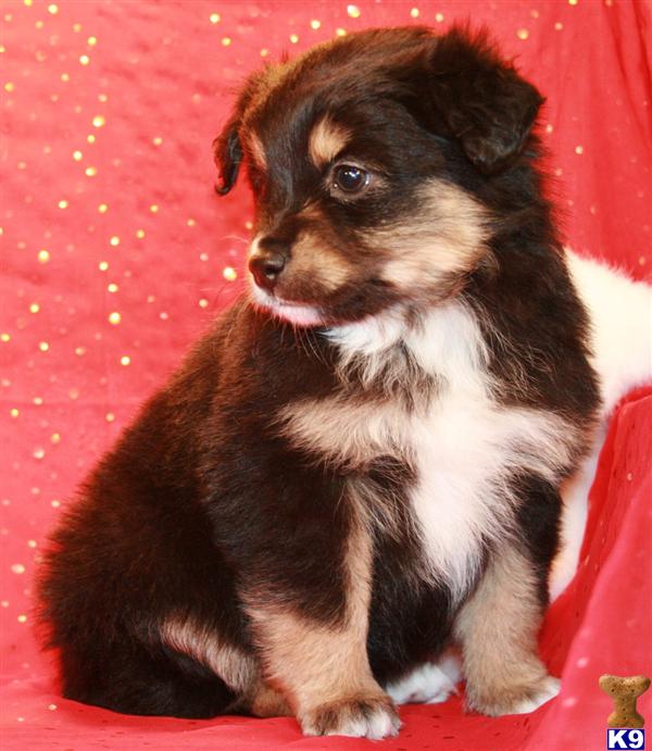 Puppies in CO
