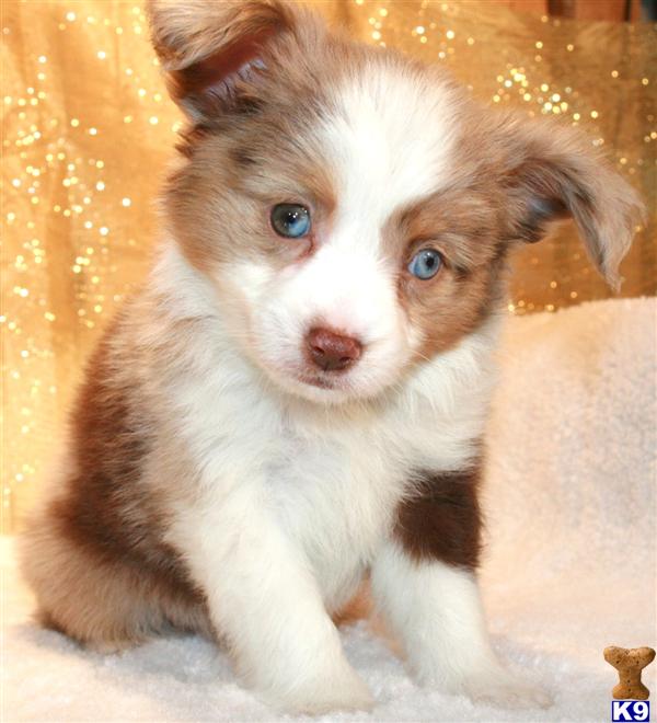 Puppies in CO