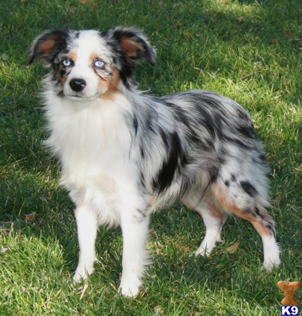 australian shepherd puppies mn mini australian shepherd puppies for sale in mn breeds picture australian shepherd puppies mn mini australian shepherd puppies for sale in mn breeds picture