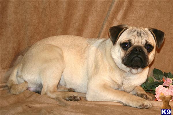 Pug Puppies