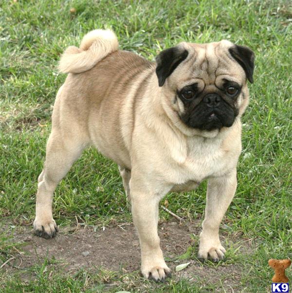 Pug Puppies