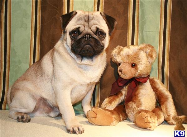 Pug Puppies