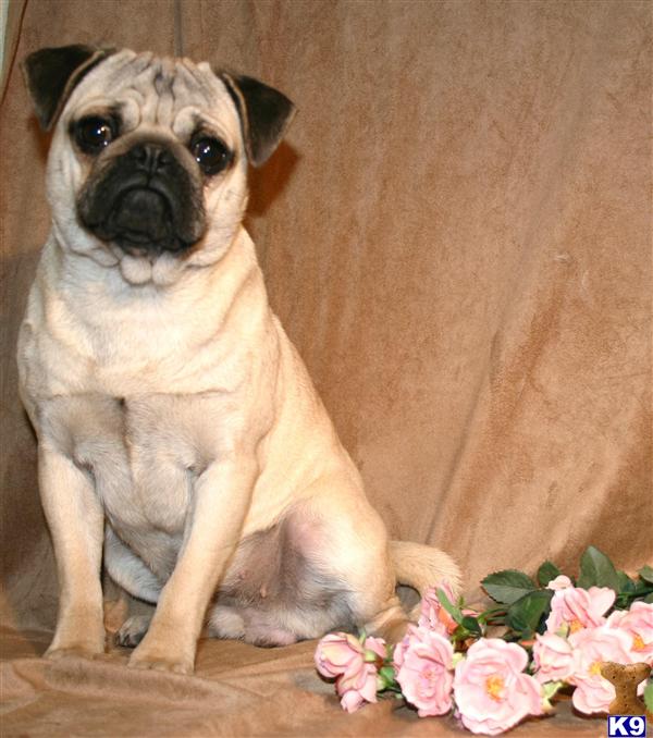 Pug Puppies puggle puppies for sale. Pug Puppies
