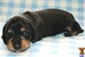 Dachshund