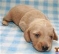 Dachshund