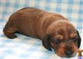 Dachshund