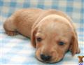 Dachshund