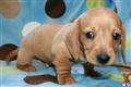 Dachshund