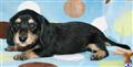 Dachshund