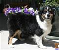 Miniature Australian Shepherd
