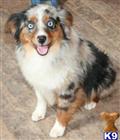 Miniature Australian Shepherd