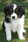 Miniature Australian Shepherd