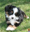 Miniature Australian Shepherd