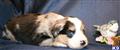 Miniature Australian Shepherd