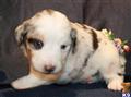 Miniature Australian Shepherd