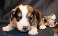 Miniature Australian Shepherd