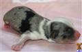 Miniature Australian Shepherd