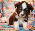Miniature Australian Shepherd
