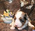 Miniature Australian Shepherd