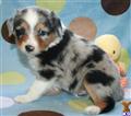 Miniature Australian Shepherd
