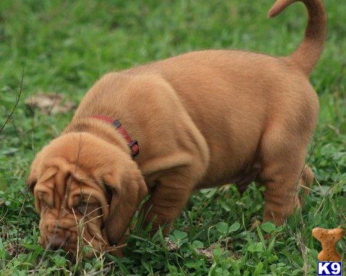 Puppies for Adoption