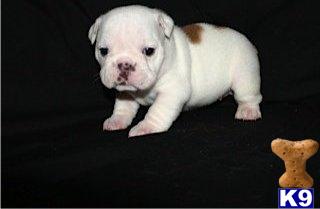 Puppies for Adoption